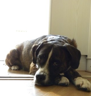 SamToelane's profile picture. #Sam #Geuzen west #K2p #14 #Op school :)