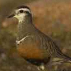 A virtual Group supporting ringing in your historic County for @__COO. Conserving species and their habitat through scientific study.