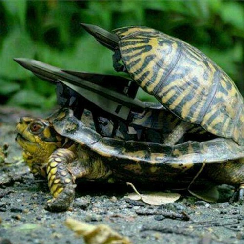 TiongPuaka's profile picture. Paloi