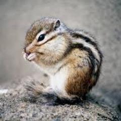 ほっこり画像 Hokkoridoubutsu Twitter