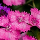 Janine Albert Evans - @EvansJ9Albert - Twitter