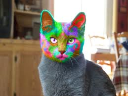 ik tweet de meest grappige foto's/ tweets