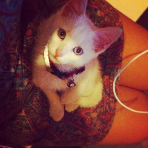 Hey. I am a cat, and my name is Sasha, is my page of Twitter! My owner is  @CCarolif 's