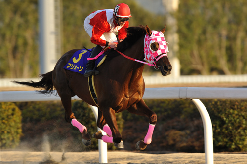 南関東競馬&中央競馬を直近のローテーションに血統と過去データをプラスして激走穴馬をピックアップします！！
ブログで『勝負の１鞍』の買い目も公開！！