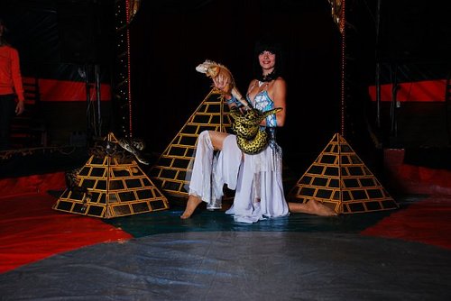 viki_huski's profile picture. 