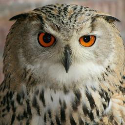 SkyBirdsOfPrey's profile picture. Honnington Farm, Kent 🦅Flying Displays 🦅Experience Days 🦅School Visits 🦅Pest control 🦅Any enquiries please Email us at info@skybirdsofprey.co.uk