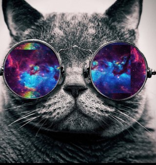 my dad challenged me to raise a million dollars.only then can i get the kitten ive always wanted.100% goes to #defeathelabel.
