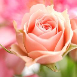 For those who love rose gold anything