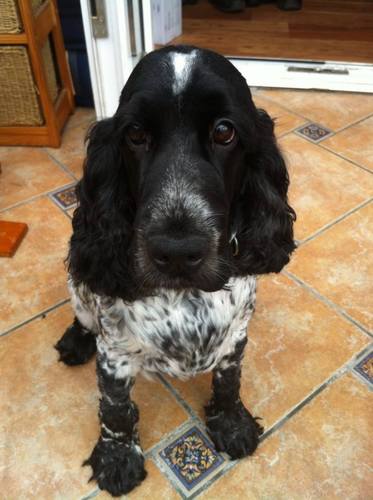 Official charity 'Mascot' for SuperJCharity proud doggy !!