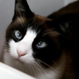 Eater of cat food, lover of frolicking, irresistible to humans.