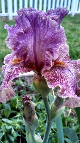 jfischerPELIBK's profile picture. I am an educator that works with Kindergarteners and Preschoolers in the Library and in P.E.  I love my job!