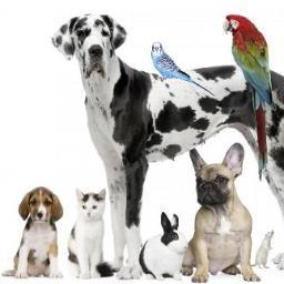 Paws, Claws, Feathers & Fins thefairygodmother@petlover.com