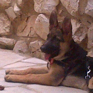 GBRIDOV's profile picture. Since my childhood i was fascinated by mechanics, i disassembled every lock i saw, every box that contain Gears and clock movements. Phd in Physics.