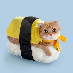 Lover of sushi.