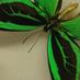 LSU Entomology (@lsuent) Twitter profile photo LSU Entomology (@lsuent) Twitter profile photo