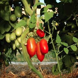 Local Farm in Fayetteville AR that delivers fresh, local, naturally grown produce to your door.  http://t.co/aBLNJ2F1pW