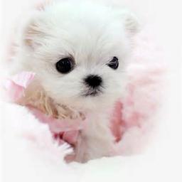 Pet Love Boutique has the most Beautiful Collection of Puppies in South Florida !   954-565-3343