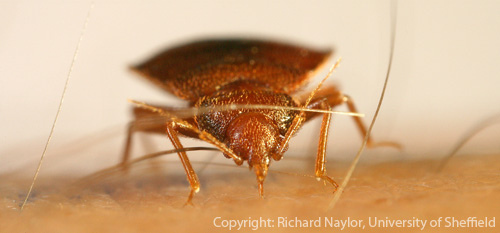 BEDWANTSINFO's profile picture. http://t.co/VMHAZ30GUC is de toonaangevende site op het gebied van deze parasiet die van menselijk bloed leeft. Alle info over INSTELLINGEN met bedwantsen