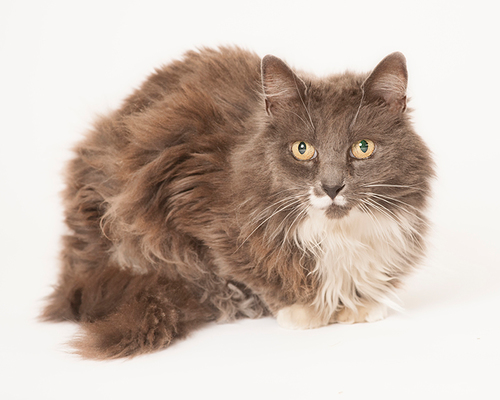 Pet Pawtraiture, Pet Lover, Artist, Photographer