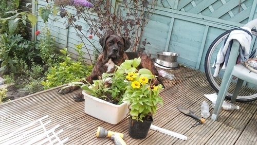 UrbanGardenAlot's profile picture. We are metropolitan allotment gardeners in the UK (one of us is American). Our Allotment is outside London