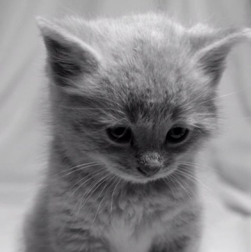 _SinPrejuicios's profile picture. Un día escuché a la sociedad y acabé por taparme los oídos. Cansada de pensar y no hablar.