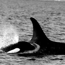 Protecting orcas sharing knowledge and awareness