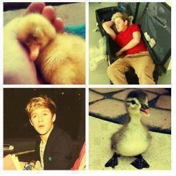 Hello! @onedirection♥ @matthunter123♥ @bigtimerush♥ @justinbieber♥ @5SOS♥ @AustinMahone ♥♥You are perfect to  me(: Folllow Me and Follow Back$_$