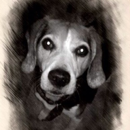 TheBoomerBeagle Profile Picture