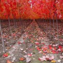 Whoever is happy will make others happy too. He who has courage and faith will never perish in misery- Anne Frank