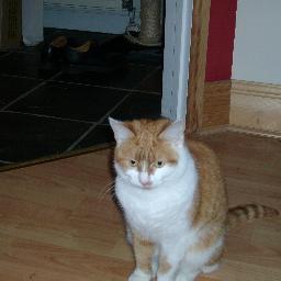 Bad ass cat that will flight my hackers till I die