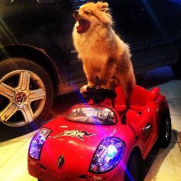 Sou o cachorro mais fofo que existe. Beijo pra mamãe @TacieleAlcolea