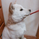 (´・ω・`) (@00321121) Twitter