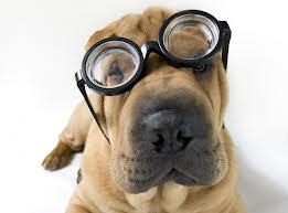 AMO LOS PERROS!!!
