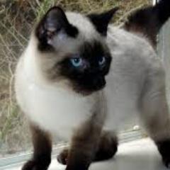 My name is Galebreeze, a Siamese tom. Former medicine cat of BloodClan. I'm watching over them now. Siamese cat with ice blue eyes.