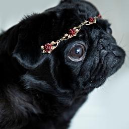 biteashrine's profile picture. an honest Northern blagger. an eel with a gun. (she/her, 30s)