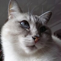 Little Kitty (@littlekitty2019) 's Twitter Profile Photo Little Kitty (@littlekitty2019) 's Twitter Profile Photo