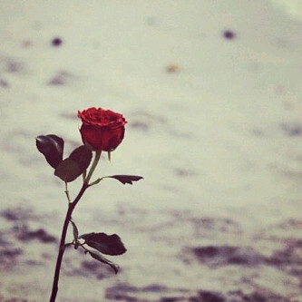 ^ آممريگيه متجنسه سعوديهہ (=| ♡♡'