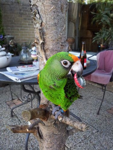 Rjtag1's profile picture. Ik ben professioneel ombouwer van Xbox360 spelcomputers te Zaandam en dat doe ik al sinds begin 2009,daarnaast voer ik ook reparaties uit.