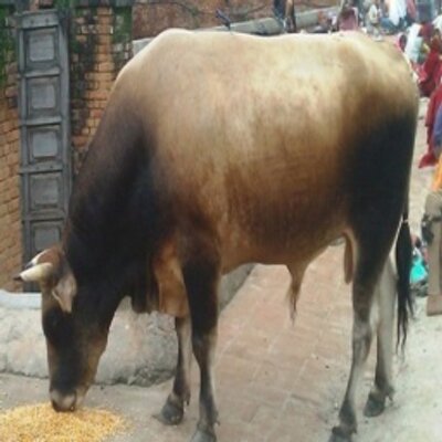 Profile Picture of प्रकाश पौडेल (@ZoeByrd6) on Twitter