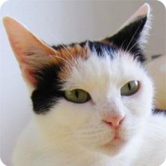 6ニャンと暮らしてます。みんな１４歳以上。
(市営住宅の置き去り猫達メイン)
たまーにyoutubeに猫動画を投稿。
気ままにポストしてます。
【2024春～家庭菜園開始】
野菜の種類ごとに記録していきたいので、ポスト数多くなるかも😅
※猫が体調不良になってもポスト数多くなります🙏(不安解消&頭の整理の為)