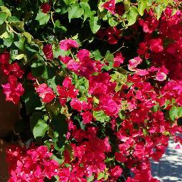 HBlumenfreund's profile picture. 💙