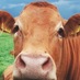 Food & Farming (@fandfcompliance) Twitter profile photo