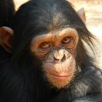 Chimfunshi Wildlife (@chimfunshi_) 's Twitter Profile