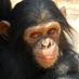 Chimfunshi Wildlife (@chimfunshi_) Twitter profile photo