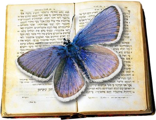 The Butterfly Garden is an educational, therapeutic and recreational scheme for people of all ages dealing with disablement of any kind.