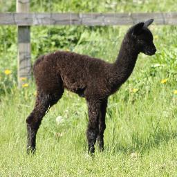 Alpaca Breeding Specialists  -    Alpacas for Sale  -  Alpaca Stud Services

Alpaca Cushions  -  Alpaca Pillows  -  Alpaca Duvets