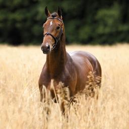 Hier zijn leuke paarden foto's
en gooi hier je eigen paardje