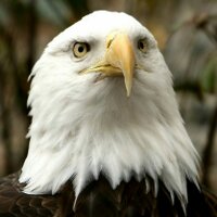 Beth Hall Norris (@wildraynorris) 's Twitter Profile