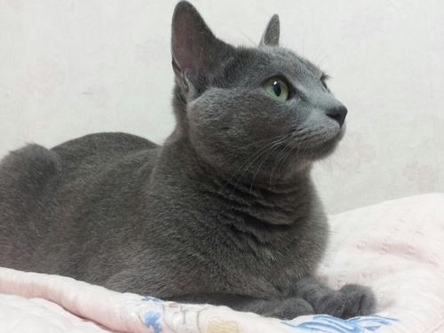 고양이와 꽃, 하늘을 사랑하는 여인