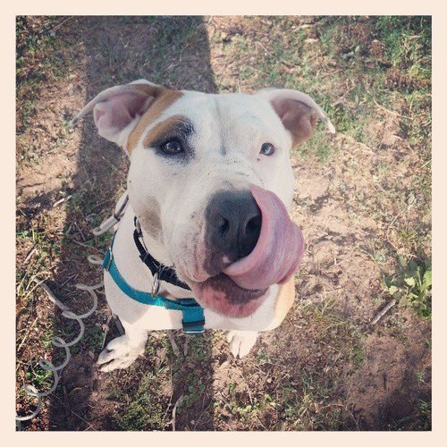 Bo used to know the shelter, but now he knows his very own home! It's his mission to help as many pitbulls as possible find their forever homes too.
